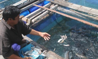 Cá bớp mù mắt rồi chết, người nuôi lao đao