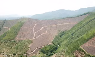  Hàng trăm héc ta rừng phòng hộ ở xã An Sinh, TX. Ðông Triều, Quảng Ninh bị tàn phá.