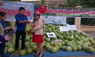 ĐVTN bán dưa giúp nông dân Quảng Ngãi.
