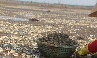 Ngao chết trắng đồng tại xã Mai Phụ (Lộc Hà).