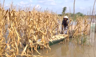 Lũ về sớm làm cho nhiều diện tích hoa màu của người dân huyện Hồng Ngự, Ðồng Tháp thiệt hại.