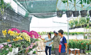 Khách đến mua hoa ở làng hoa Sa Đéc. Ảnh: Hòa Hội.