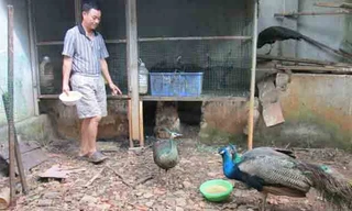 Anh Phương cho công ăn.