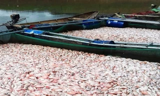 100 tấn cá chết nổi trắng lòng hồ Plei Krông