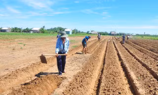 Người dân cồn Nhàn đang cuốc giồng trồng khoai lang.