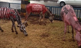 Lừa chống tham nhũng