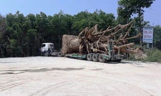 Ba xe chở cây 'quái thú' chưa thể rời TT-Huế