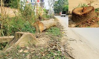 Cây xanh bên đường bị chặt ở huyện Thạch Thất, Hà Nội. Ảnh: Trường Phong.