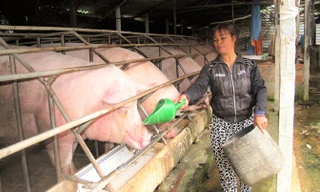 Giá lợn hơi xuống thấp, nhiều hộ, trang trại nuôi lợn ngồi trên đống lửa. Ảnh: Bình Phương.