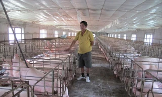 Cục Chăn nuôi khuyến cáo, dù giá lợn hơi đang lên song người dân cũng nên tính toán, tránh vào đàn ồ ạt.