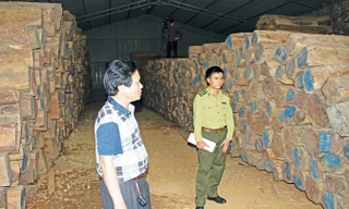 Hàng nghìn khối gỗ trắc, cẩm lai, hương được các doanh nghiệp ở Hương Khê nhập về hợp pháp muốn bán ra phải có thêm giấy phép Cites.