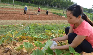 Kỹ sư Lê Thị Thanh Thủy đang dùng túi ni lông bọc quả trong trang trại để tránh côn trùng, thay vì phun thuốc. Ảnh: H.N.