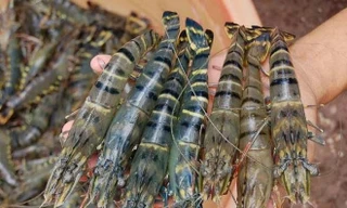 Đề nghị Úc bỏ lệnh ngừng nhập tôm, thịt tôm chưa nấu chín