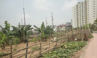 Nhếch nhác quây đất trồng rau