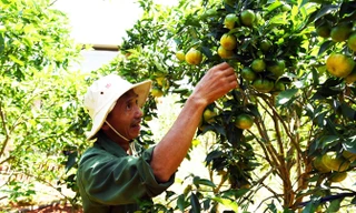 Ông Dậu đi tiên phong trồng cam canh ở xã Đông Thanh.