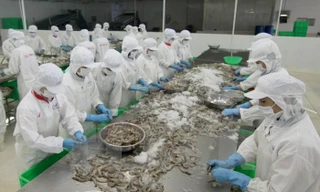 Gỡ rào cản cho tôm Việt vào thị trường Úc