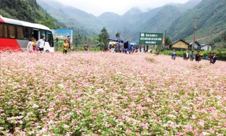 Khách du lịch thăm quan hoa tam giác mạch.