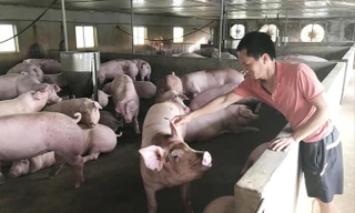 Dù giá lợn hơi đã nhích lên, nhưng nhiều người nuôi vẫn lỗ nặng do cú sốc giảm giá năm ngoái. Ảnh: Bình Phương.