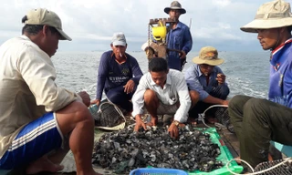 Số nghêu được cào lên chỉ còn vỏ.