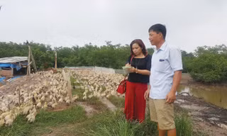 Ông Ðoàn Văn Vươn và đàn vịt 10 ngày tuổi (cùng tác giả).