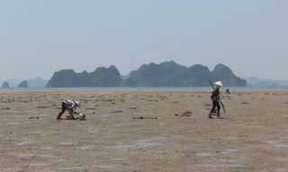 Dù vô cùng vất vả nhưng nghề đào sá sùng vẫn chỉ dành riêng cho phụ nữ.