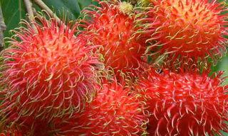 Chôm chôm có 'visa' sang New Zealand