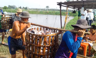 Thương lái Trung Quốc giảm mua cá tra quá lứa, khiến người nuôi đứng ngồi không yên. Ảnh: Bình Phương.