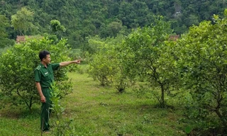 Anh Dương Vĩnh Phú bên vườn cam sai trĩu quả của gia đìn. ẢNh: H.N.