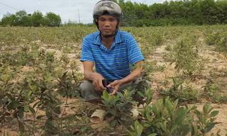 Anh Nhàn giữa đồi sim vừa mới trồng của mình.