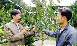 Ông Thân nhân giống trà my nội để bảo tồn nguồn gen quý.