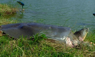 Cơ hội nhân bản rùa Hoàn Kiếm
