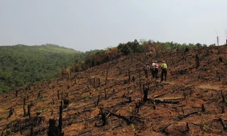 Nhiều khu rừng tự nhiên ở Bắc Giang bị người dân đốt tan hoang.