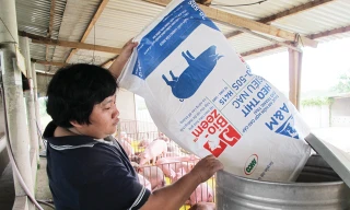 Kiếm tiền tỷ từ chăn nuôi heo: Ðâu là mẫu số chung?