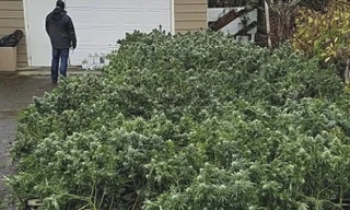 Trồng cần sa ở Washington. Ảnh: Grays Harbor.