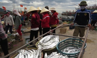 Với mức giá khá cao, từ 120.000 đến 160.000 đồng/kg, cá hố đang mang lại nguồn thu nhập khá cho ngư dân Cảnh Dương.