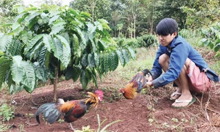 Chỉ vì tức nhau tiếng gáy, con gà rừng (Dũng cầm trên tay) lao vào đá gà mồi và bị dính bẫy.