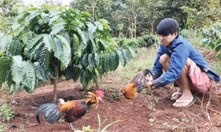Chỉ vì tức nhau tiếng gáy, con gà rừng (Dũng cầm trên tay) lao vào đá gà mồi và bị dính bẫy.
