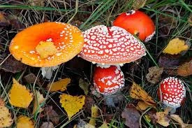 Ba mẹ con ngộ độc vì ăn nấm rừng