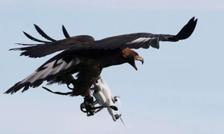 Luyện chim ưng bắt máy bay không người lái