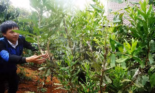 Mắc-ca ghép thử nghiệm của một hộ nông dân.