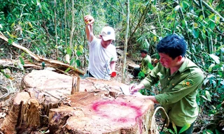 Cty Kiến Trúc Mới nhận rừng rồi để dân chặt phá.