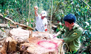 Cty Kiến Trúc Mới nhận rừng rồi để dân chặt phá.