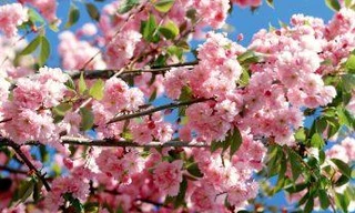 Tết Nguyên đán 2018 có thể được nghỉ 7 ngày