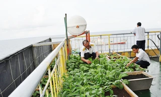 Chiến sĩ nhà giàn DK1 chăm sóc rau xanh trồng trong máng gỗ. Ảnh: TC.