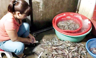 Cơ sở bơm tạp chất vào tôm tại chợ đầu mối phía Nam (quận Hoàng Mai).