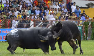 Pha chọi trâu ở Đồ Sơn 2016. Ảnh: Nam Phong.