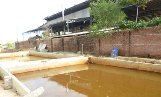 Vịt, cá chết trắng đồng bên nhà máy mạ kẽm: Đề nghị công an vào cuộc