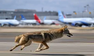 Nhiều máy bay quay đầu khẩn cấp vì chó chạy trên đường băng 