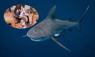 Chụp ảnh với cá mập, nữ du khách bị cắn đứt hai tay