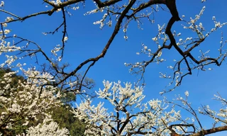 Những điểm du xuân đẹp nhất Tây Bắc ngay lúc này